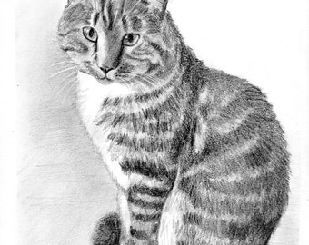 Custom kitty 8" x 10" graphite pencil pet portraits