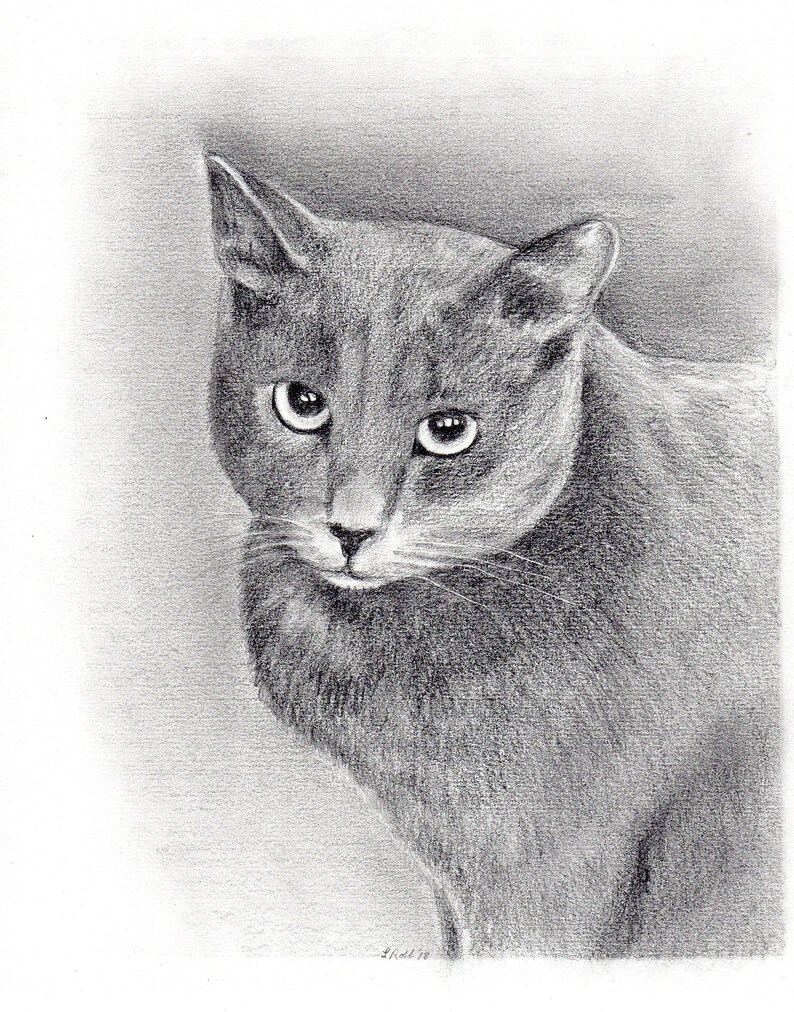 Custom kitty 8 x 10 graphite pencil pet portraits