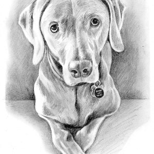 Custom Dog Pet Portrait Graphite Pencil 8x10