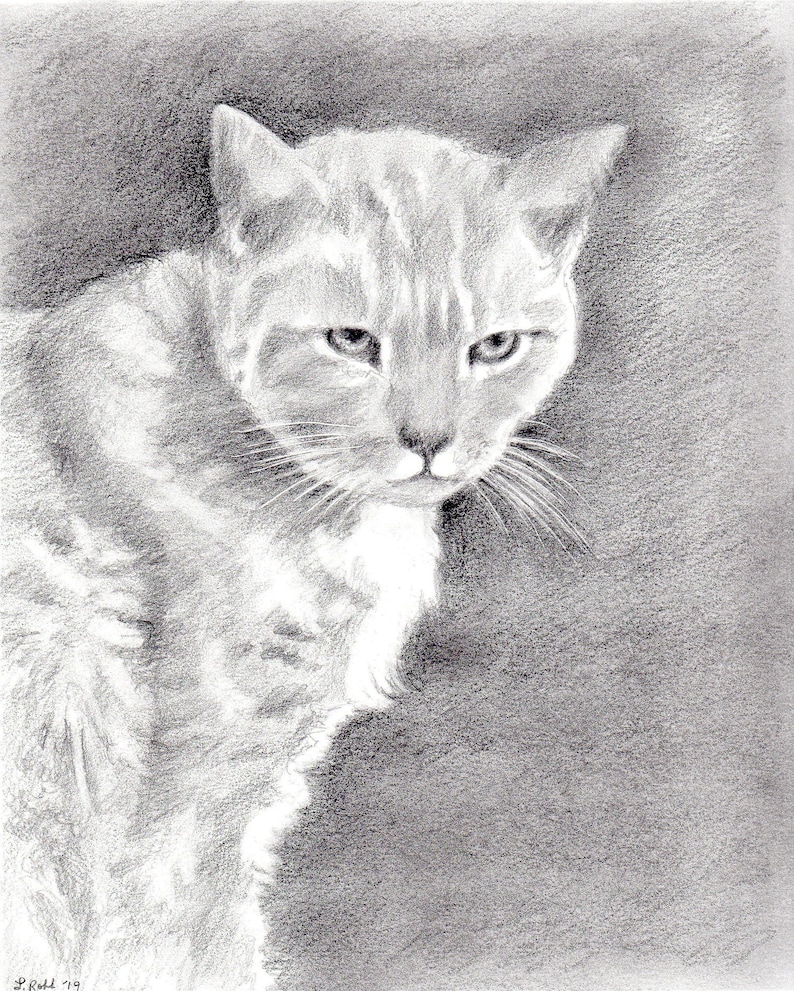 Custom kitty 8 x 10 graphite pencil pet portraits
