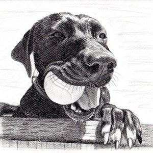 Custom graphite pencil pet portrait 8 x 10 image 6