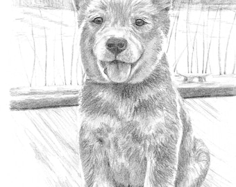 Custom graphite pencil pet portrait 8" x 10"