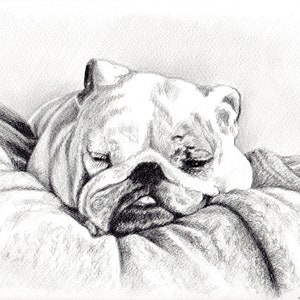 Custom Pencil Pet Portrait 8x10