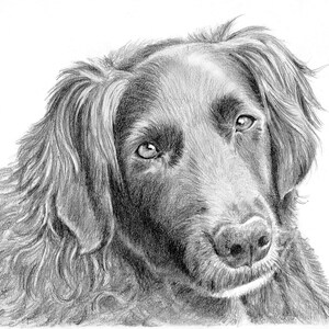 Custom graphite pencil pet portrait 8&quot; x 10&quot;