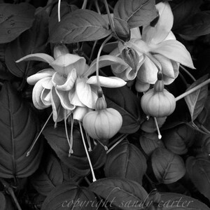 Fine Art Photography - Fuchsias in Black and White