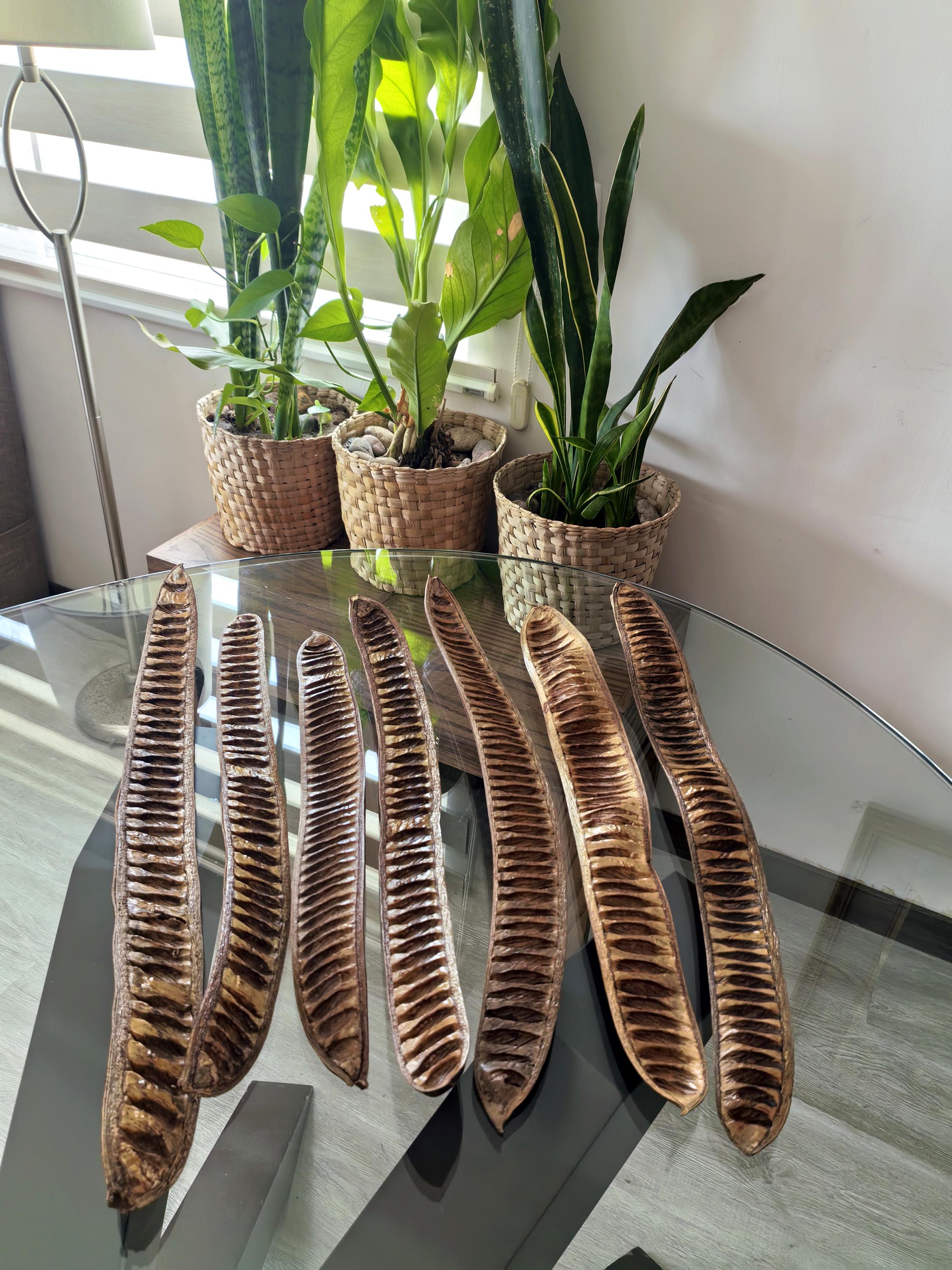 Flammenbaum schoten - Etsy.de
