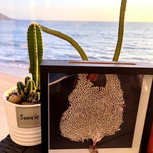 Framed Sea Fan Coral Art | Coastal Wall Decor | Natural Ocean Specimen in Frame | Beach House Boho Decor | Handmade Ocean Art