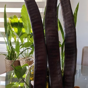 Puede incluir: Tres vainas de semillas altas, de color marrón oscuro, posiblemente decorativas, se alzan en posición vertical en un jarrón de cristal. Las vainas tienen una superficie texturizada y están dispuestas en una exhibición decorativa con otros elementos naturales. Las vainas miden unos 46 cm de altura.