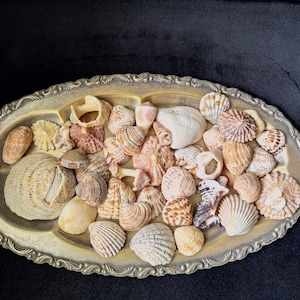 Può includere: Un vassoio ovale d'argento antico pieno di una varietà di conchiglie. I gusci sono in tonalità di bianco, beige e rosa, con varie trame e dimensioni. Il vassoio ha un bordo ornato e decorativo.