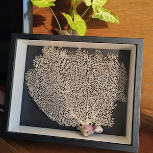 Puede incluir: Una obra de arte enmarcada con un diseño detallado de abanico de coral color crema sobre un fondo oscuro. El marco es negro con un borde interior blanco. Una pequeña roca blanquecina rosada está en la base del coral. Una planta verde es visible en el fondo.