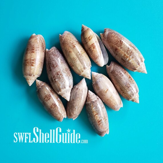Shells  SWFLShellGuide