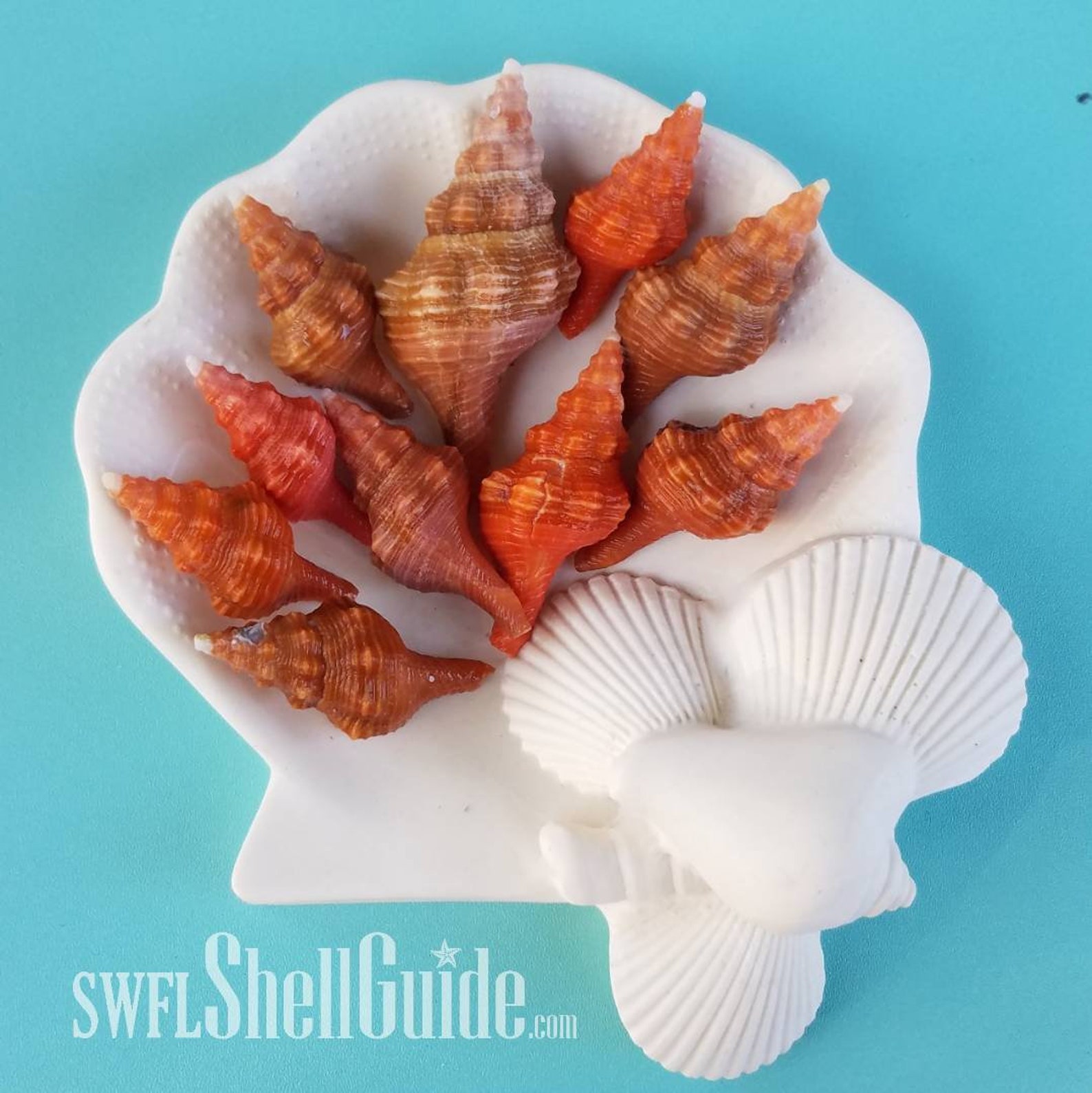 Seashells Horse Conchs BULK Lot of 20 Juvenile Florida Etsy
