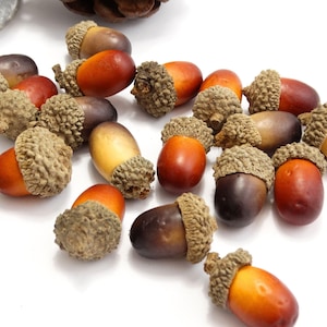 May include: A selection of acorns in shades of brown, orange, and yellow, each with a textured, light brown cap. The acorns are arranged on a white surface, highlighting their natural colours and textures.