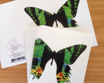 6 blank cards - Sunset Moth