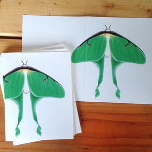 6 blank cards - Luna Moth