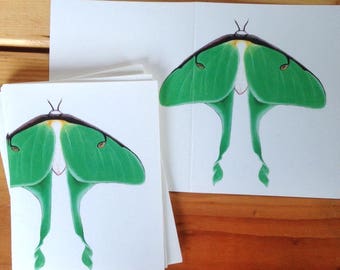 6 blank cards - Luna Moth