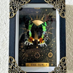 May include: A framed display featuring a vibrant butterfly with black, green, and orange wings mounted over a gold sun illustration. The black frame has ornate bronze-colored metal corner accents. The print includes the text THE SUN at the bottom.