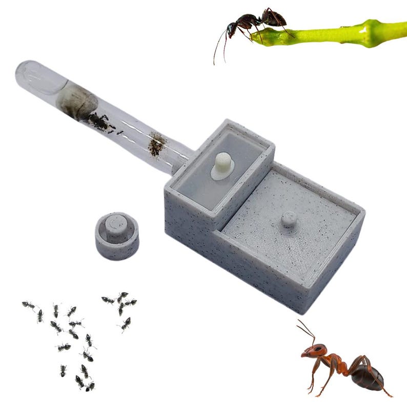 AntMaister Queen Founding Nest, a compact ant nest for founding colonies