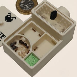 Queen Ant Founding Nest | Mini Formicarium | Test Tube Alternative | Starter Ant Farm Habitat | 35x55mm | UK Made