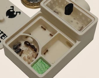 Gründungsnest für Ameisenkönigin | Mini-Formicarium | Alternative zum Reagenzglas | Starter-Habitat für Ameisenfarmen | 35 x 55 mm | Hergestellt in Großbritannien