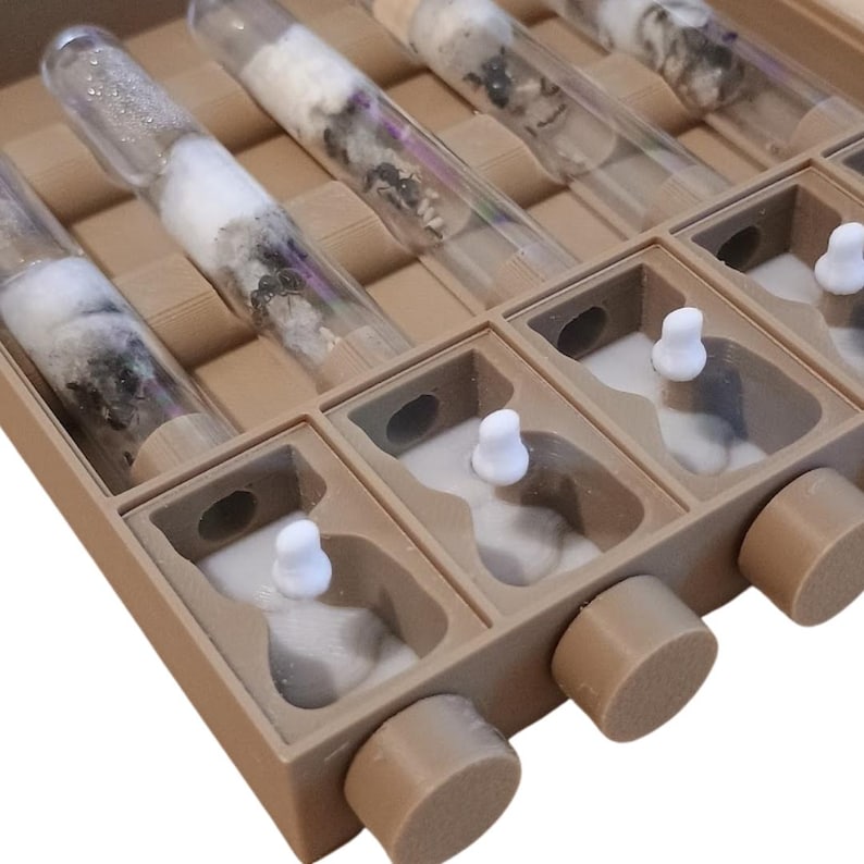 AntMaister Ant Colony Starter Kit with five test tubes and a foraging unit