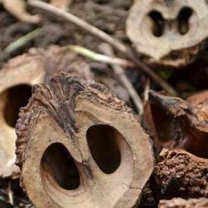 May include: A cross-section of a brown walnut shell featuring a textured, rugged exterior and a smooth, light tan interior with two distinct hollow chambers separated by a central ridge, resting among other fragmented walnut shell pieces.