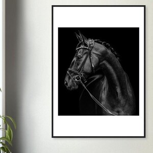 Puede incluir: Fotografía en blanco y negro de un caballo negro con una brida, sobre un fondo negro.