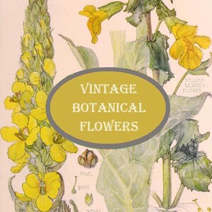 scans vintage de fleurs botaniques, livre de fleurs botaniques numérique imprimable