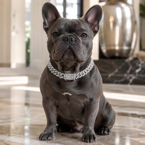 Peut inclure: Un bouledogue français gris porte un collier argenté étincelant. Le chien a un pelage court et lisse et une expression concentrée. Le collier est une chaîne épaisse avec un fermoir rectangulaire.
