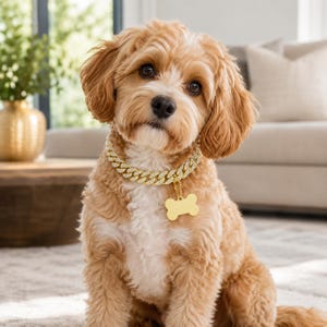 Könnte beinhalten: Ein hellbrauner Hund mit einem goldenen Halsband und einem knochenförmigen Anhänger. Das Halsband ist mit kleinen, glitzernden Steinen besetzt. Der Hund hat ein flauschiges Fell und sitzt auf einem hellen Teppich.