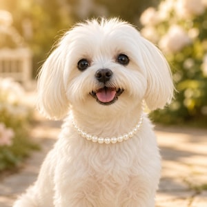 Könnte beinhalten: Ein kleiner, weißer Hund mit einer Perlenkette, der im Freien sitzt. Der Hund hat dunkle Augen und eine rosa Zunge. Der Hintergrund ist verschwommen, mit Anklängen von Grün und Sonnenlicht. Der Hund scheint zu lächeln.