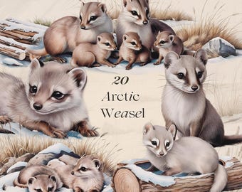 イタチの水彩画 北極の動物アート - Etsy 日本
