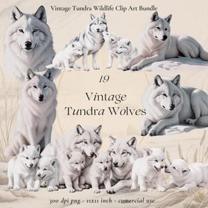Vintage aquarelle loup arctique Clipart - loups blancs des neiges, animaux de la faune arctique, chiot, hiver, nordique, PNG Transparent, usage Commercial
