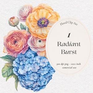 May include: Watercolor illustration of a bouquet of flowers, including pink and orange ranunculus, blue hydrangeas, and yellow poppy flowers. The image is labeled "1 Radiant Burst" and includes the text "Floral Clip Art, 300 dpi png - 11x11 inch, comercial use".
