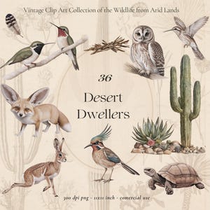 Vintage Desert Animals Clip Art Collection – Fennec Fox, Roadrunner, Hawks, Tortoise & More | 36 Elements, Transparent PNG, Commercial Use