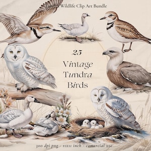 Clipart vintage d'oiseaux de la toundra – Harfang des neiges, pluvier doré, balbuzard pêcheur, oies, flore et paysages arctiques | PNG Faune hivernale | Utilisation commerciale