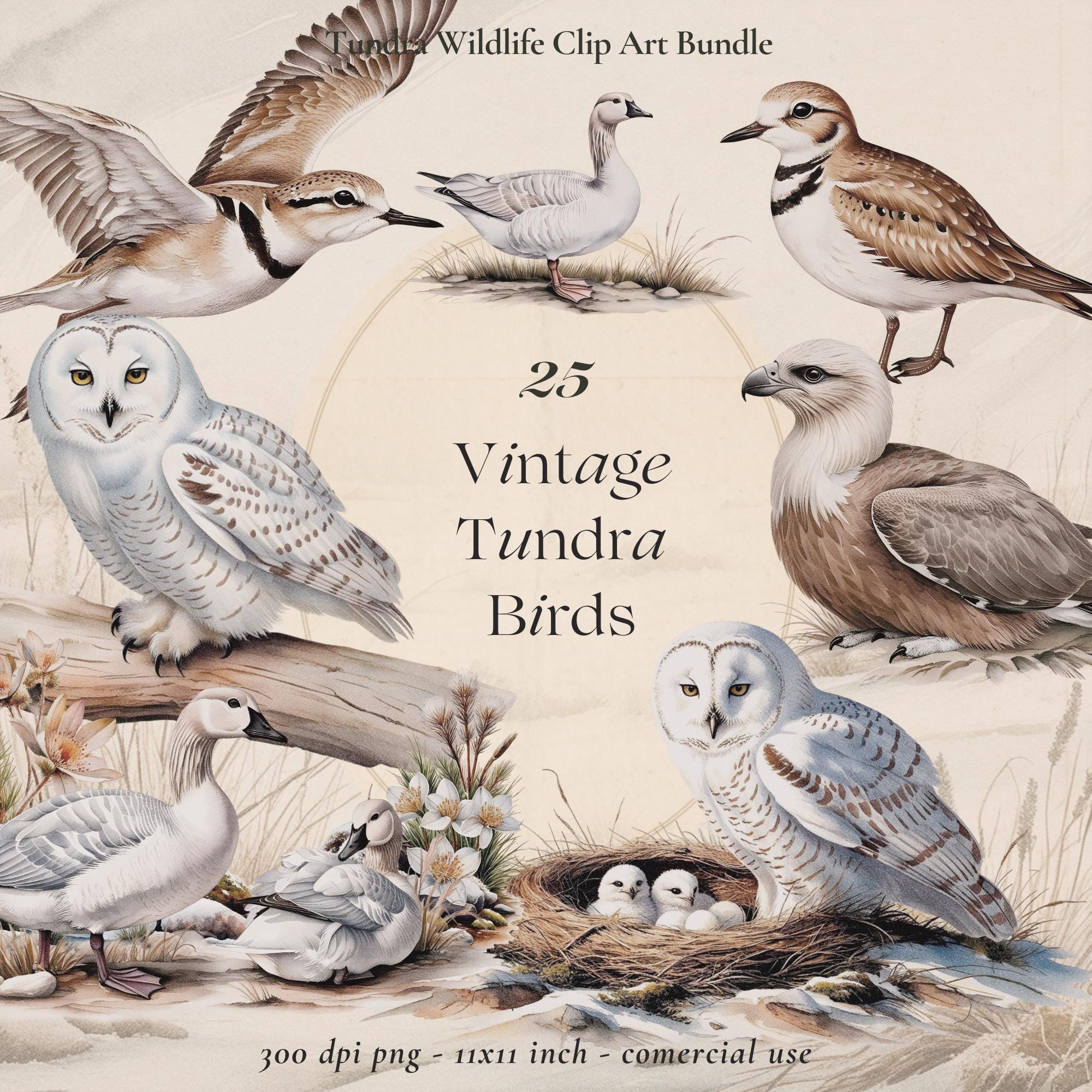Vintage Tundra Birds Clipart: Snowy Owl, Arctic Wildlife (PNG Digital Download)