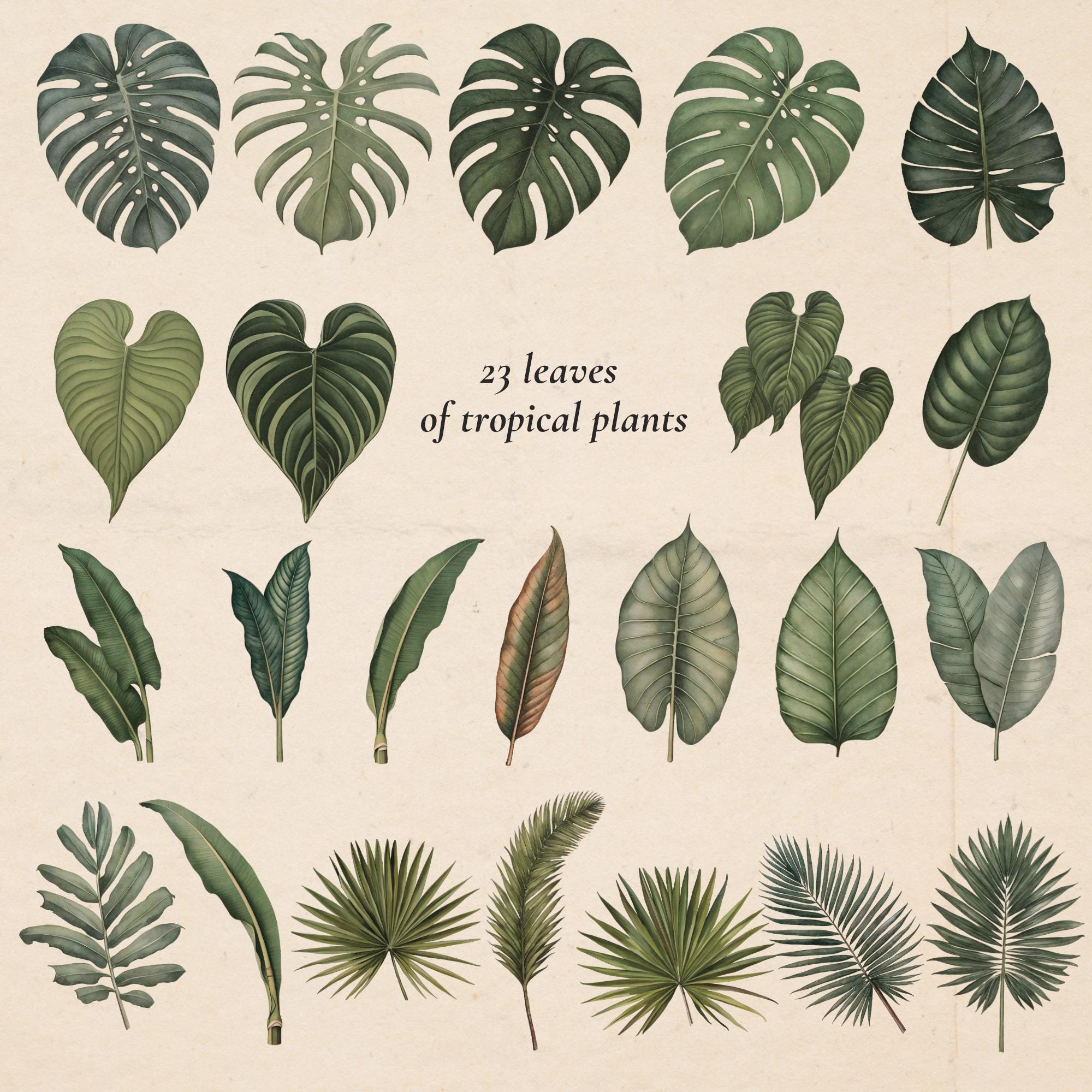 Vintage Rainforest Botanical Clip Art: Tropical Foliage PNG (commercial ...