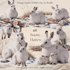 Lot de cliparts vintage de lièvre arctique | 19 images PNG Lapin des neiges, éléments de la toundra et paysages |  Faune hivernale | Lapins numériques animaux de la toundra