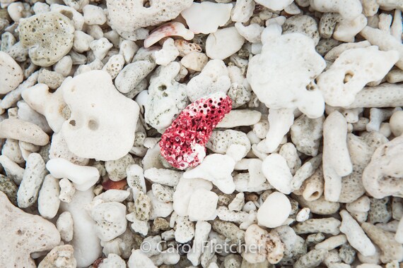 Red And White Coral Great Barrier Reef 1 Coral Beach Etsy