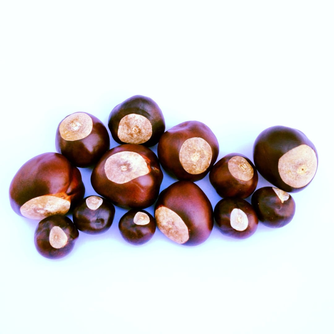 Buckeye Nut Grown in Ohio DECORATIVE OSU the Ohio State University 65