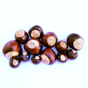 May include: A group of brown and tan conkers, also known as horse chestnuts, are arranged on a white surface. The conkers have a smooth, shiny surface and are slightly oval in shape.