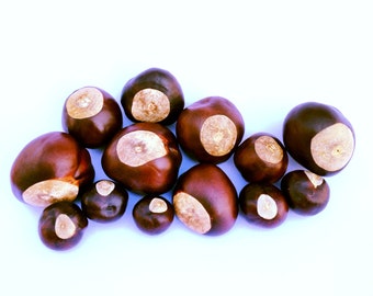 May include: A group of brown and tan conkers, also known as horse chestnuts, are arranged on a white surface. The conkers have a smooth, shiny surface and are slightly oval in shape.