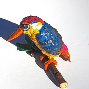 Orientalischer Zwerg Eisvogel flog in meine Voliere