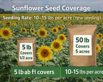 Semillas de girasol de aceite negro Peredovik: alimento para aves silvestres, jardín y microvegetales (bolsa de 2,2 kg)