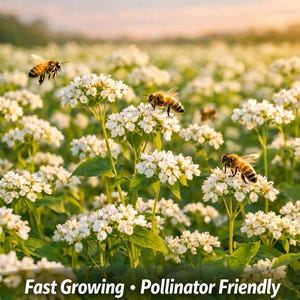 May include: A field of white flowers with bees buzzing around them. The text "See the Results" is at the top, and "Fast Growing • Pollinator Friendly Improves Soil" is at the bottom. The image is a close-up of the flowers.