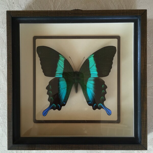 Framed butterfly by Eli Beery RESERVED for Nancy