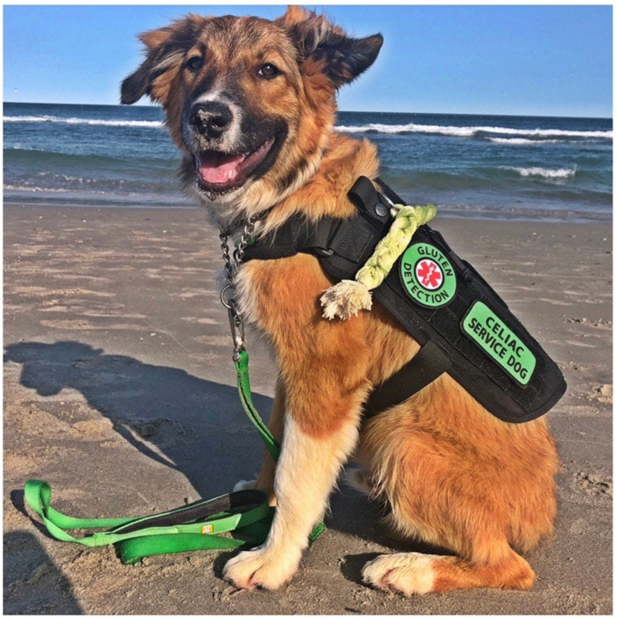 Gluten Allergy Service Dog Patch Green Harness Cape Vest Etsy