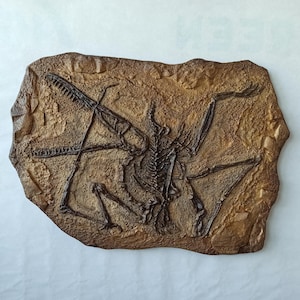 Giant Pterodactylus Fossil Replica 60x80 cm (24x32 inches) – Prehistoric Giaft – Dinosaur Wall Decor
