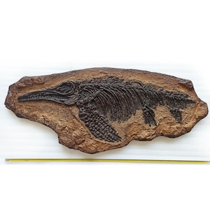 Väggdekoration med fossilskelett av ichthyosaurus 120 x 50 cm - Marin reptildisplay för museer, samlare och unika interiörer